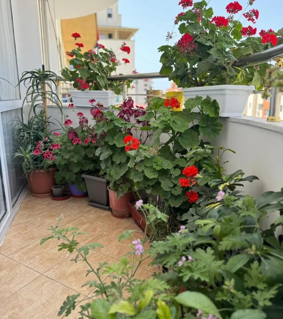 The Moon Apartments Vlore